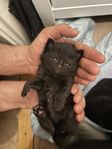 kattungar 