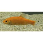 Guldidar 5-7 cm