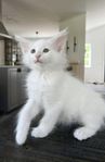 Norsk Skogkatt kattunge med stamtavla  
