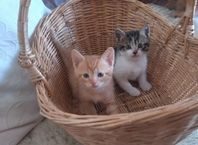 Kattungar
