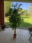 Konstgjord Växt Benjaminfikus 180cm