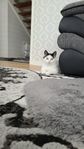 katt