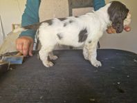 engelsk springer spaniel 