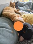Katt - vår underbara Svante