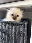Helig birma kattungar 