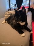 katt