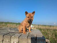 blandras hunden Bonnie 