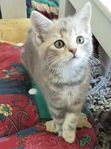 katt