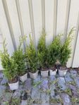 6st Tuja-plantor
