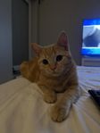 superfina Nala