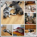 Två fantastiska katter söker nytt hem