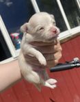 Renrasiga långhåriga chihuahua valpar 