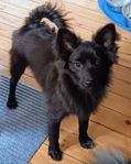 Mittelspitz mix tik valp