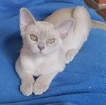 Burma kattungar