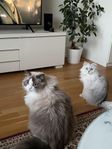 Omplacering av två katter: En ragdoll, en Brittiskt långh