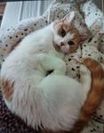 Säljer mina två hankatter