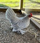 Avelsägg Sabelpoot / Mille Fleur