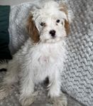 Cavapoo valp