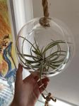 Airplant i glaskupa 