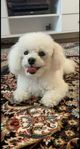 Toypudel/ Bichon Frise Hane redo för att para sig