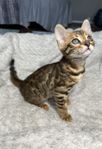Bengal kattungar med stamtavla 