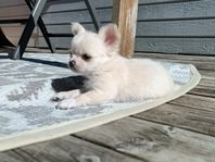 Chihuahua valp