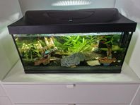 Akvarium med fiakar