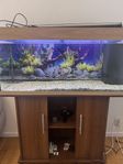 Juwel Akvarium 180L