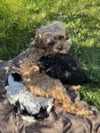 Cavapoo F1b valpar