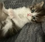 Ragdoll Maincooin kattungar