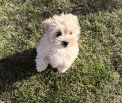 Bichon/Maltes valp
