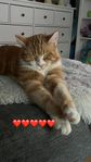 4-årig kastrerad hankatt 