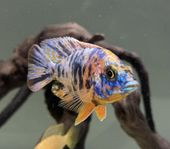 Malawi Auloncara OB fisk yngel