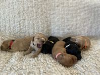 Cockerpoo- valpar