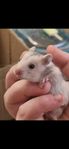hamster