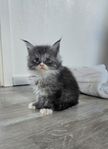 Maine Coon