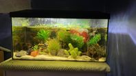 Akvarium 56Liter