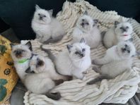 Ragdoll kattungar 