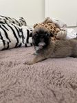 Mops/Shih Tzu valpar 