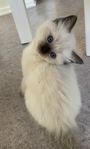 Underbara Ragdoll kattungar 