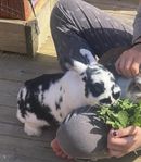 Dvärgvädurshona 3,5år