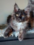 Maine coon kattungar