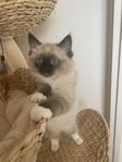 Ragdoll 
