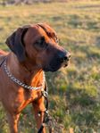 Rhodesian ridgeback