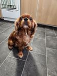 cavalier 
