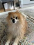Pomeranian hane – kärleksfull och lekfull