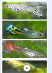 Guppy Mix