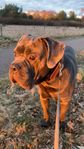 omplacering Cane Corso
