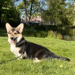 Welsh Corgi Pembroke 