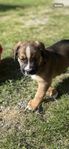 Boxhed Aussie/ Boxer f. 10/4 -25 och lev klara 6/4-25